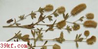  Pseudopeziza rifolii (Biv.-Bern.) Fuckel
