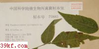  Pseudocercospora qinlingensis Guo