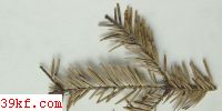  Rutstroemia elatina (Alb. & Schw. : Fr.) Rehm