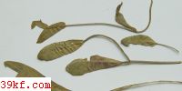  Melampsoropsis cassandrae (Peck & Clint.) Arth.