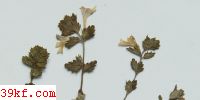 Puccinia asterum (Schw.) Kern