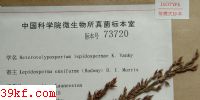  Heterotolyposporium lepidospermae K. Vanky