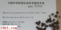  Heterotolyposporium piluliforme (Berk.) Vanky