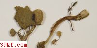  Thecaphora spilanthes Freire & K. Vanky