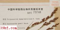  Tolyposporium megaglomerulosum K. Vanky