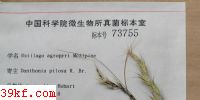  Ustilago agropyri McAlpine