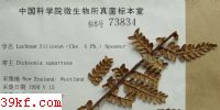  Lachnum filiceum (Cke. & Ph.) Spooner