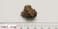  Ascobolus furfuraceus Pers. : Fr.