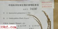  Sporisorium guangxiense L. Guo