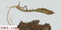  Puccinia micromeriae Dud. & Thomp.