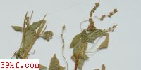  Puccinia monadrdellae Dud. & Thomp.