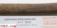  Unguiculariopsis damingshanica Zhuang