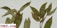  Cercospora euryae Guo