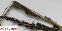  Tolyposporium triste Vanky