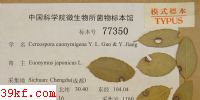  Cercospora euonymigena Y. L. Guo & Y. Jiang