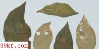  Uromyces oblongus Vize
