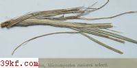 Hymenochaete unicolor. B & C