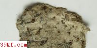  Scutellinia umbrorum (Fr.) Lamb.