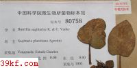  Burrillia sagittariae K. & C. Vanky