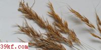  Macalpinomyces loudetiae (Viennot-Bourqin) K. Vanky