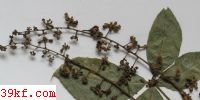  Mundkurella schefflerae K. & C. Vanky & E. McKenzie