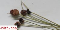  Sorosporium neillii Cunningham