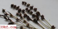  Restiosporium meneyae K. Vanky
