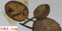  Pseudodoassansia hydrocleidis