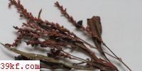  Melanopsychium pennsylvanicum Hirschhorn