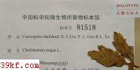  Cercospora chelidonii Y. L. Guo & L. Xu