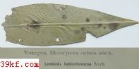  Didymella cornuti E. & E.