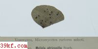  Pleospora herbarum (Pers.) Syn.