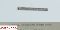  Hypoxylon rubiginosum (Pers.)