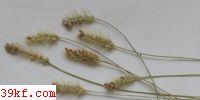  Sporisorium setariae (McAlpine) K. Vanky & R. G. Shivas