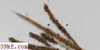  Conidiosporomyces verruculosus (Wakefield) K. Vanky