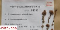  Aurantiosporium scleriae K. Vanky