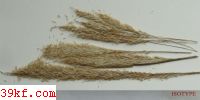  Macalpinomyces leptocarydionis K. & C. Vanky