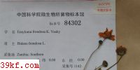  Entyloma frondosa K. Vanky