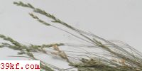  Sporisorium aegyptiacum (A. Fisch. Waldh.) K. Vanky