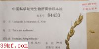  Urocystis sichuanensis L. Guo