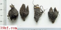  Xylaria carpophila