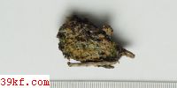  Byssonectria fusispora