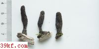  Xylaria longipes