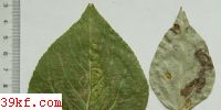 Taphrina populina