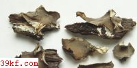  Peziza micropus
