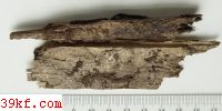  Lachnum papyraceum