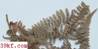  Fomes fraxinophilus Pk.
