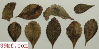  Stigmella crataegi E. & E.