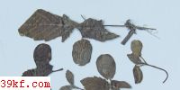  Fusarium episphaericum C. & E.