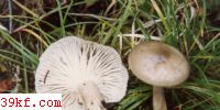  Pleurotus abalonus Han, K. M. Chen et S. Cheng